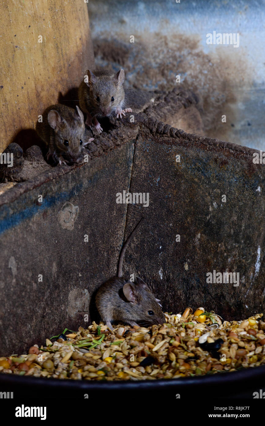 Cheeky Mice eating the chickens grain Stock Photo