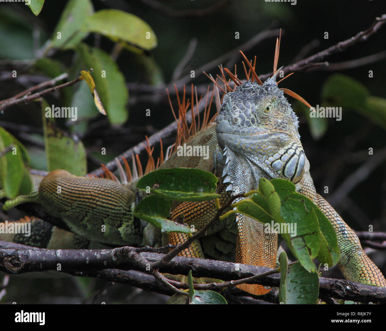 Invasive green iguana laying in a tree in South Florida, this species is native to Central and South America. Stock Photo