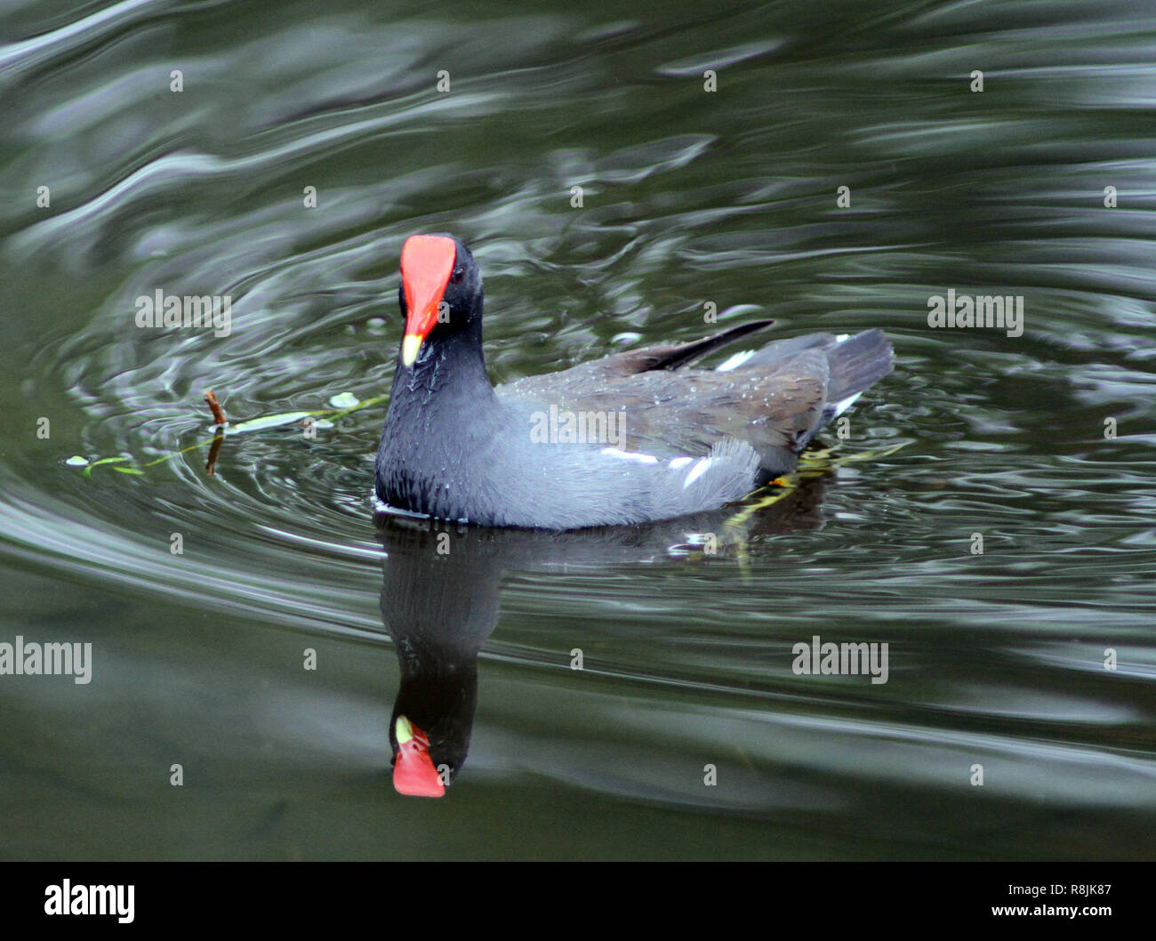 Moorhen duck swimming in a South Florida wetland area Stock Photo Alamy