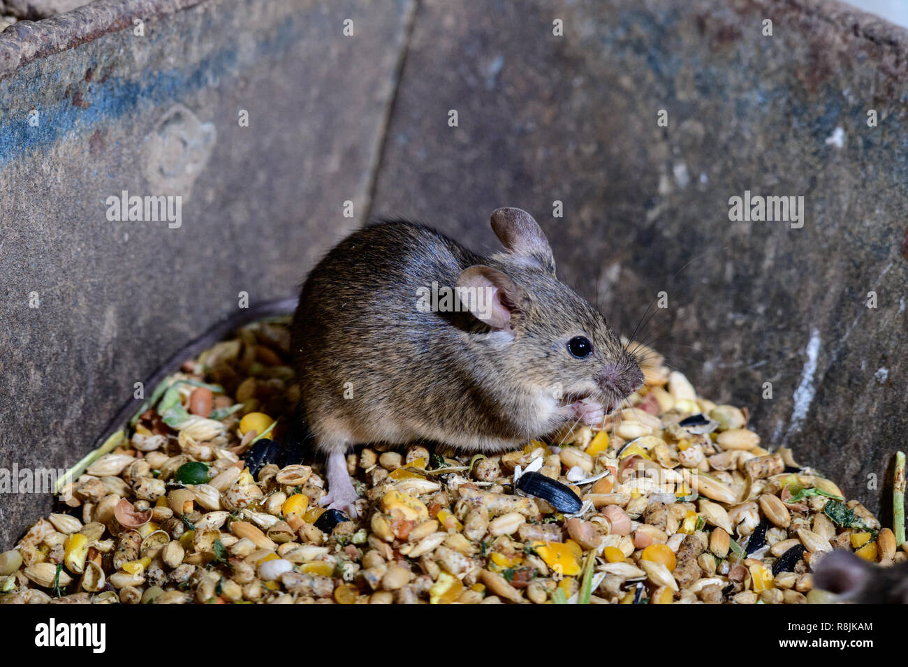Girl Eats Live Mice