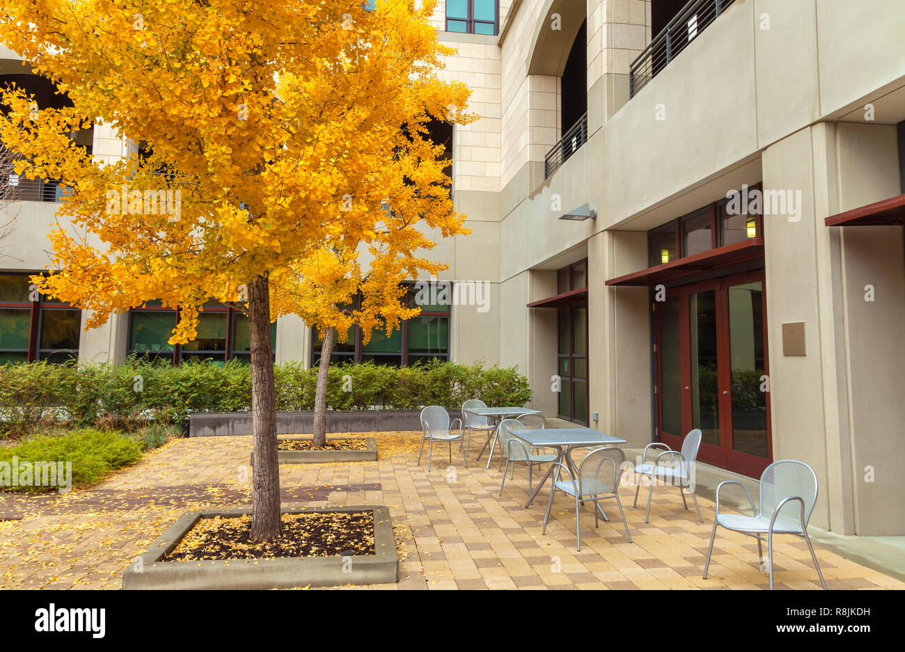 Stanford University campus with the ginkgo tree in its fall foliage, Palo Alto, California, United States. Stock Photo