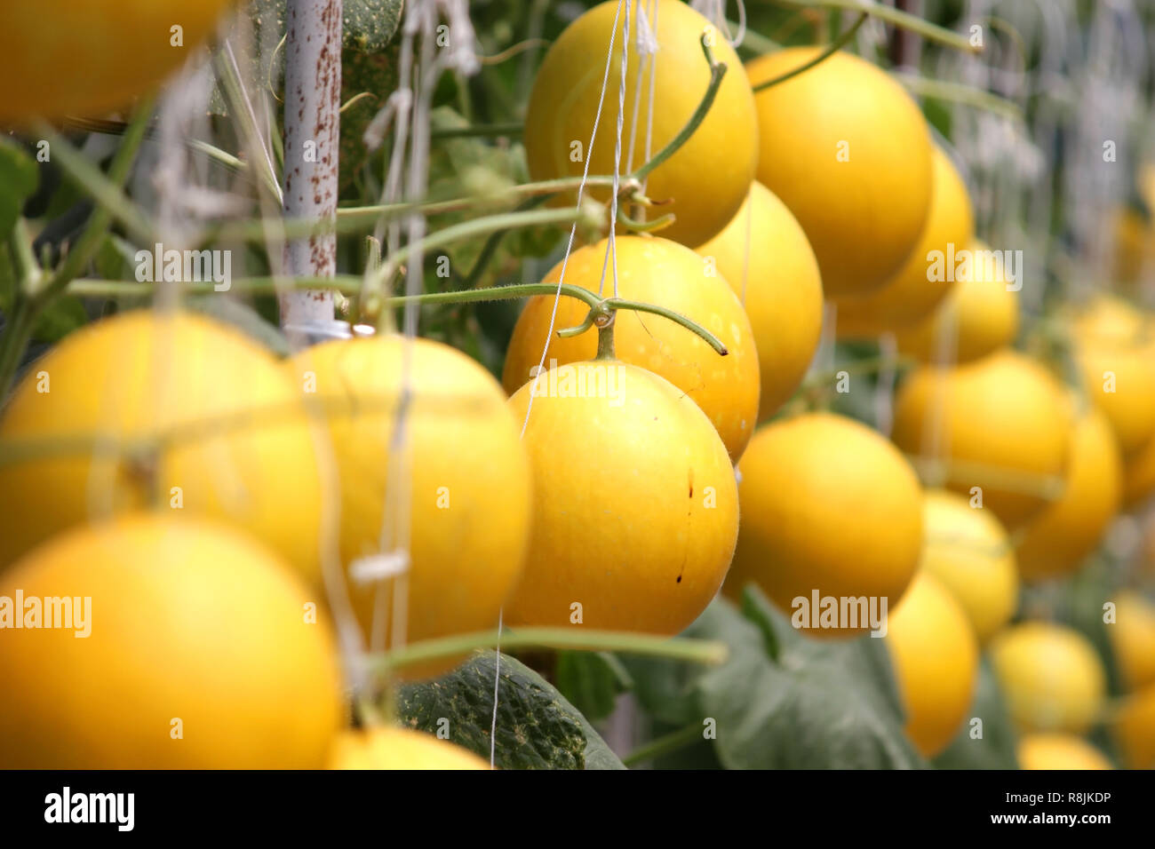 honeydew melon growing in greenhouse organic farm Stock Photo Alamy