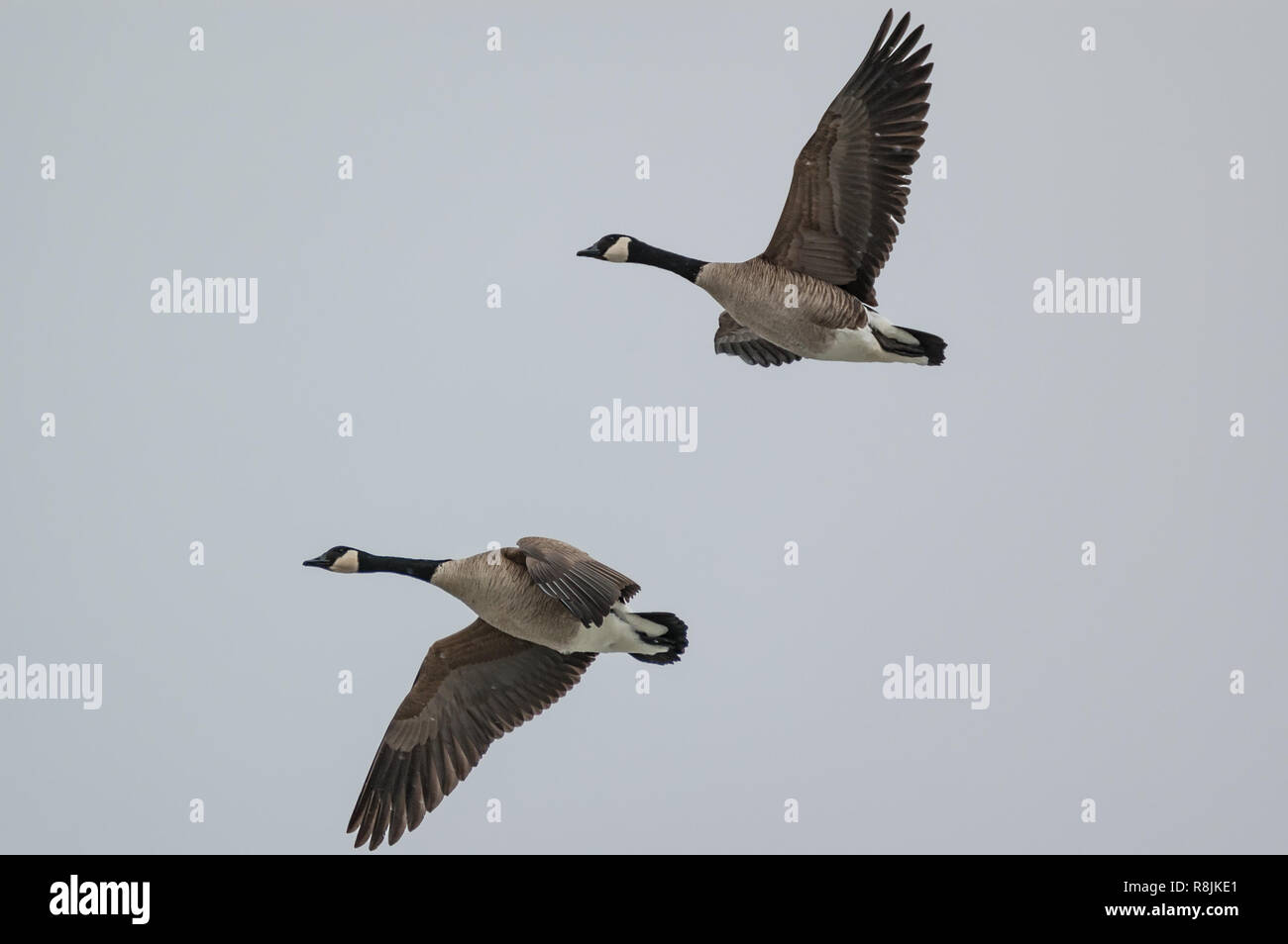 Two Canada Geese fly with wings spread through a grey sky Stock Photo