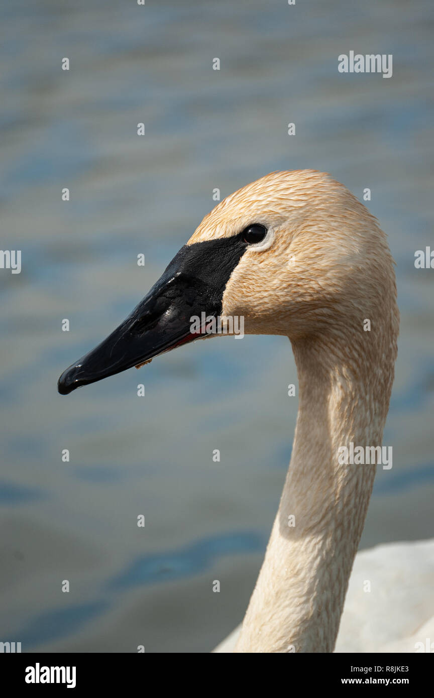 Portrait of the head and neck of a trumpeter swan Stock Photo