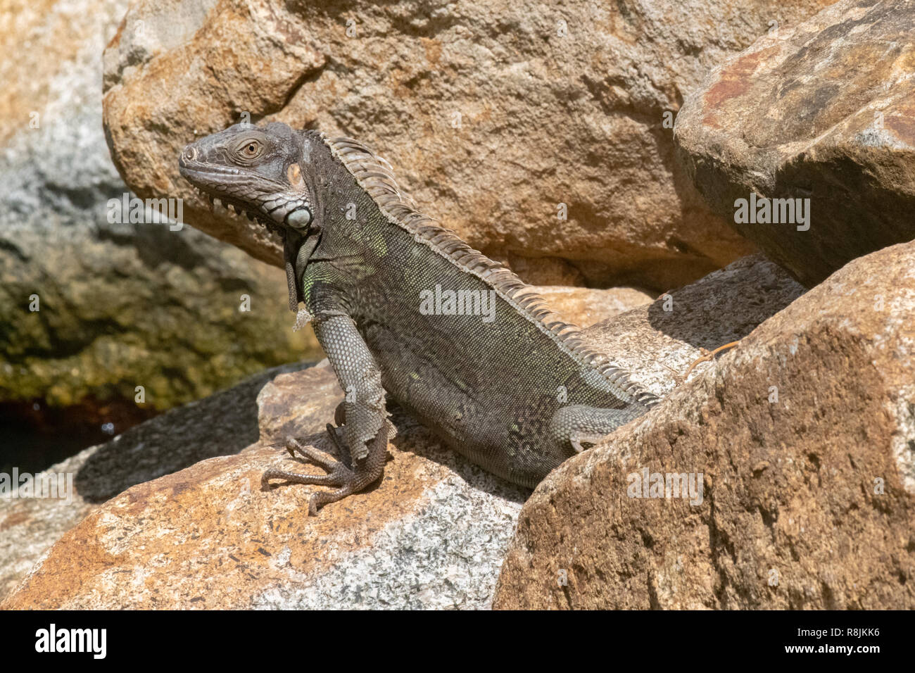 green iguana - Iguana Iguana - Iguana resting in the sun - native Aruba animal and herbivore - Stock Photo