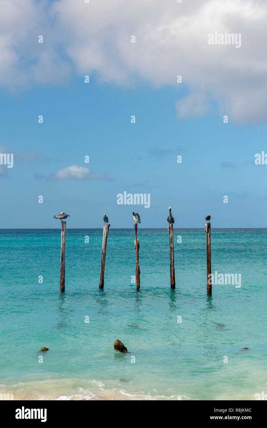 Pelicans on posts at Divi Beach Aruba - turquoise water and blue skies - teal water - aquamarine water Stock Photo