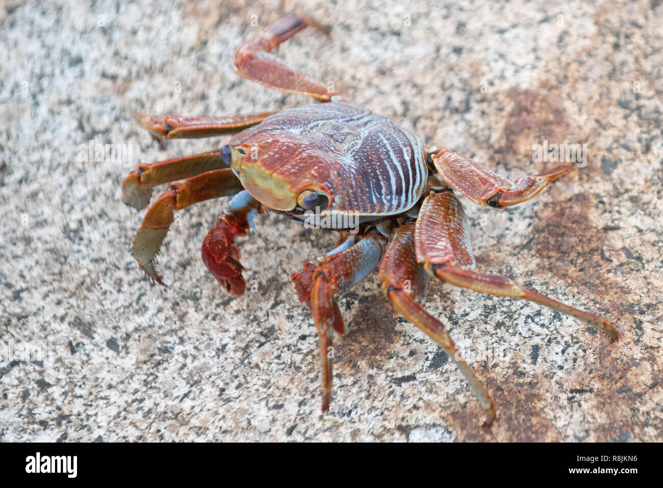 Sally Lightfoot red claw crab - Grapsus Grapsus - Sally Lightfoot crab ...
