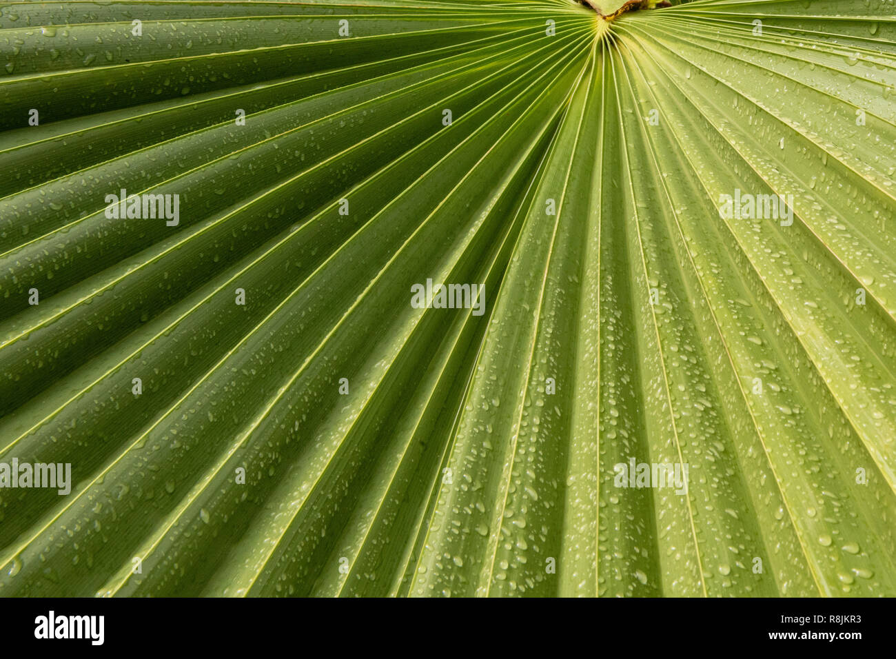 Palm fan leaf Aruba Stock Photo - Alamy