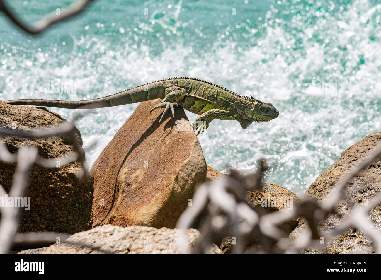 green iguana - Iguana Iguana - Iguana resting in the sun - native Aruba animal and herbivore - Stock Photo