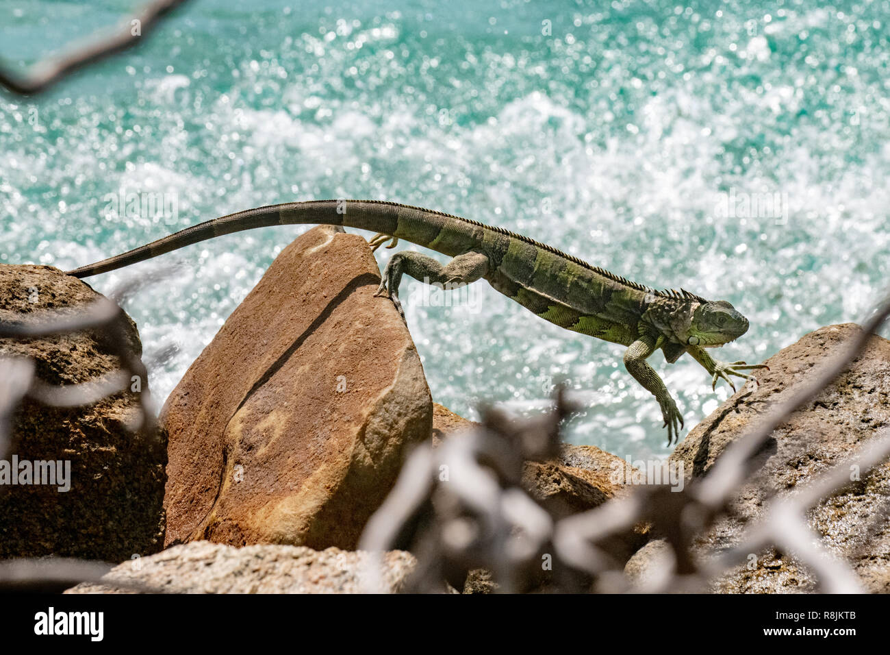 green iguana - Iguana Iguana - Iguana resting in the sun - native Aruba animal and herbivore - Stock Photo