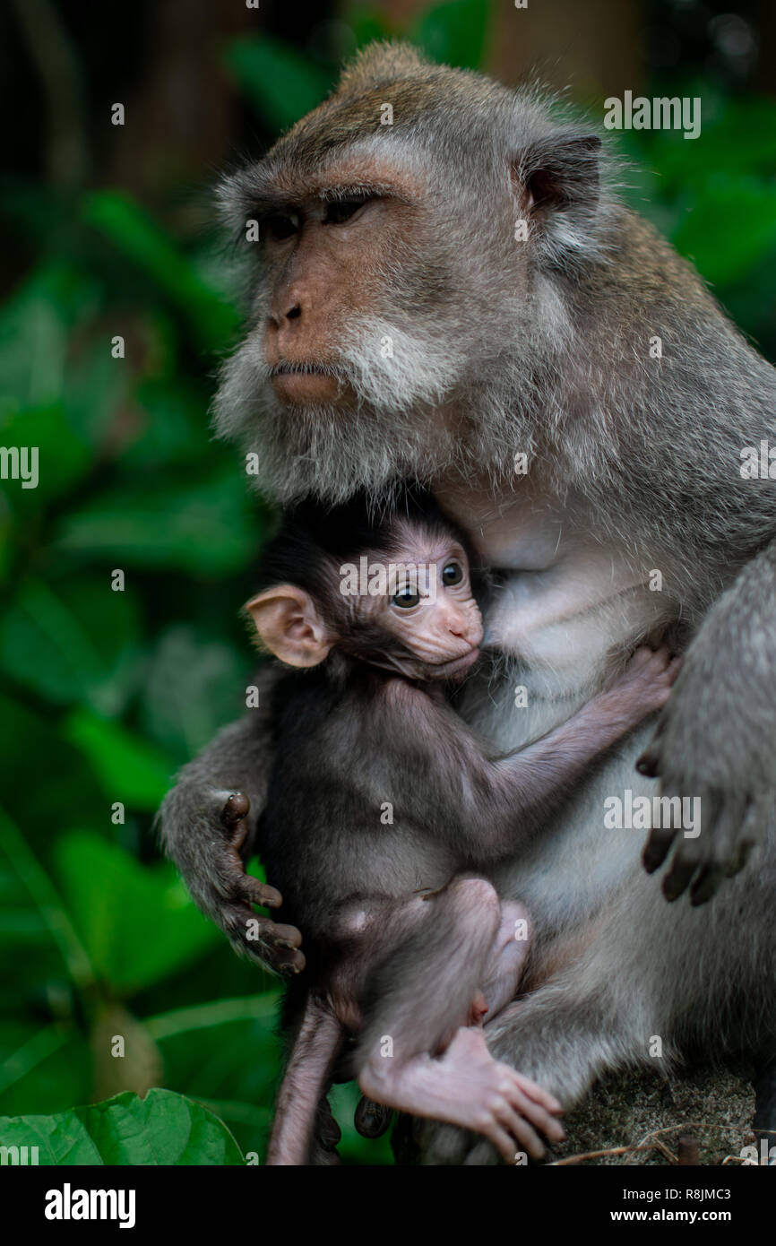 Closed up Mom hug with baby monkey, Thailand, family has a monkey mother and a cute monkey baby. Monkey is playing and staring. Stock Photo