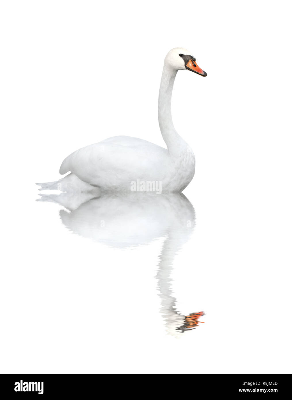 Mute swan. Isolated over white Stock Photo