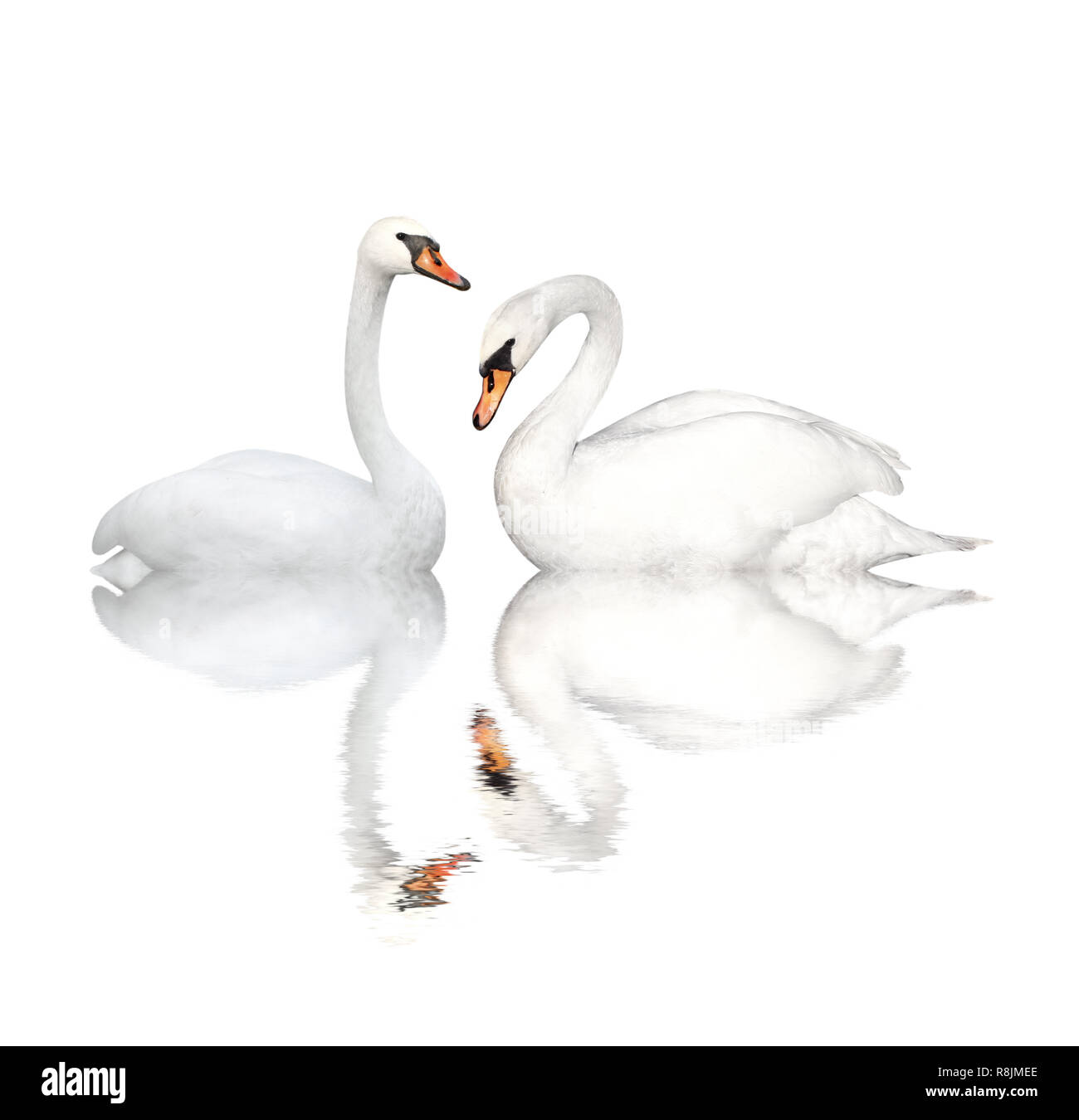Two white swans. Isolated over white Stock Photo