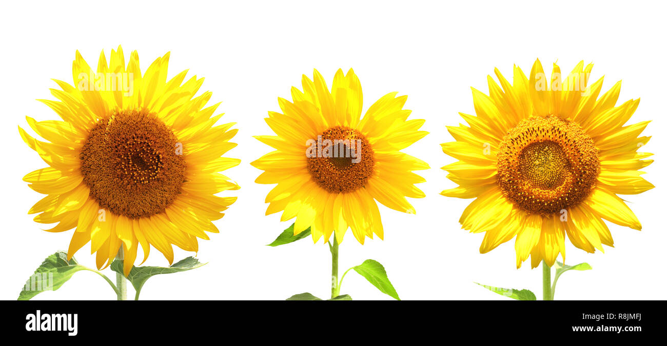 Set of sunflowers. Isolated over white Stock Photo - Alamy