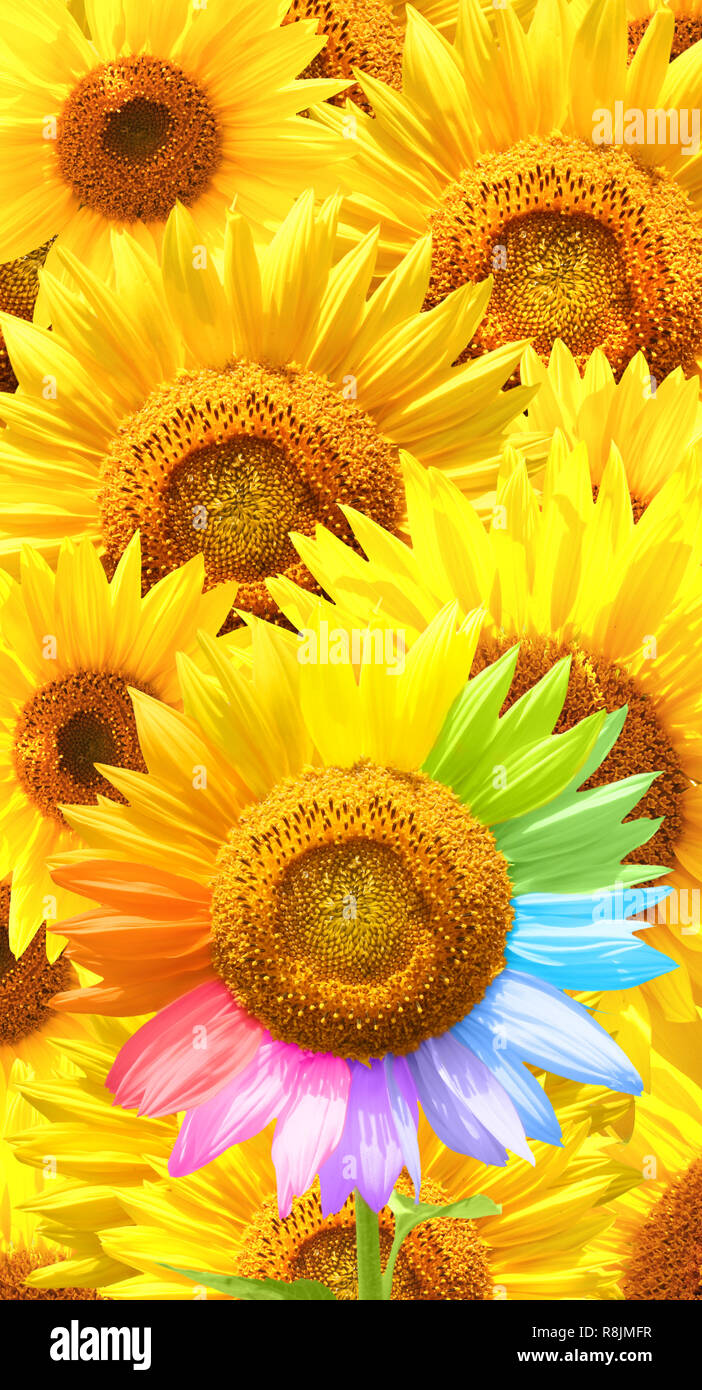 Coloring sunflower hi-res stock photography and images - Alamy