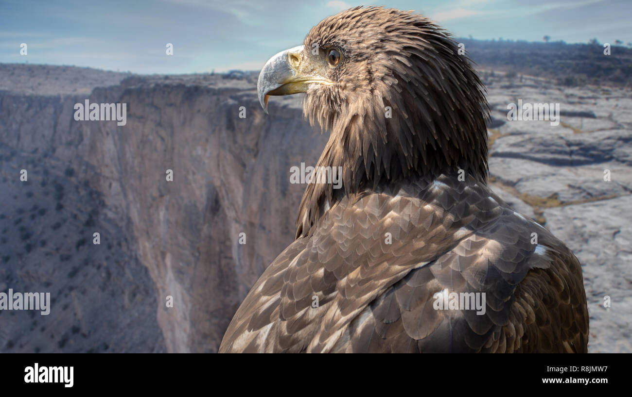 Portrait of a falcon on the plateau of the Jebel Shams, Oman Stock Photo