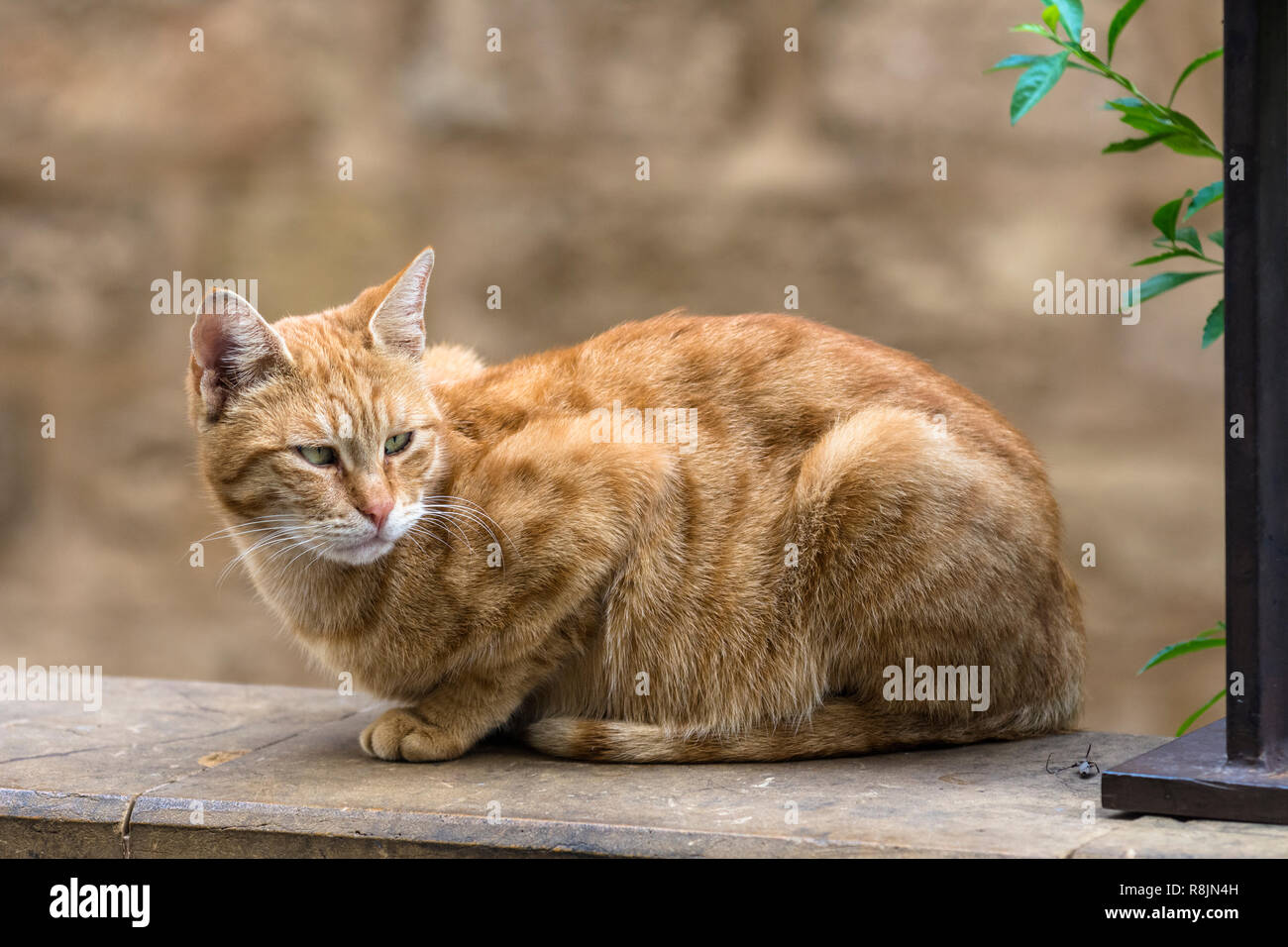 Portrait of a brown tabby cat on the street Stock Photo - Alamy