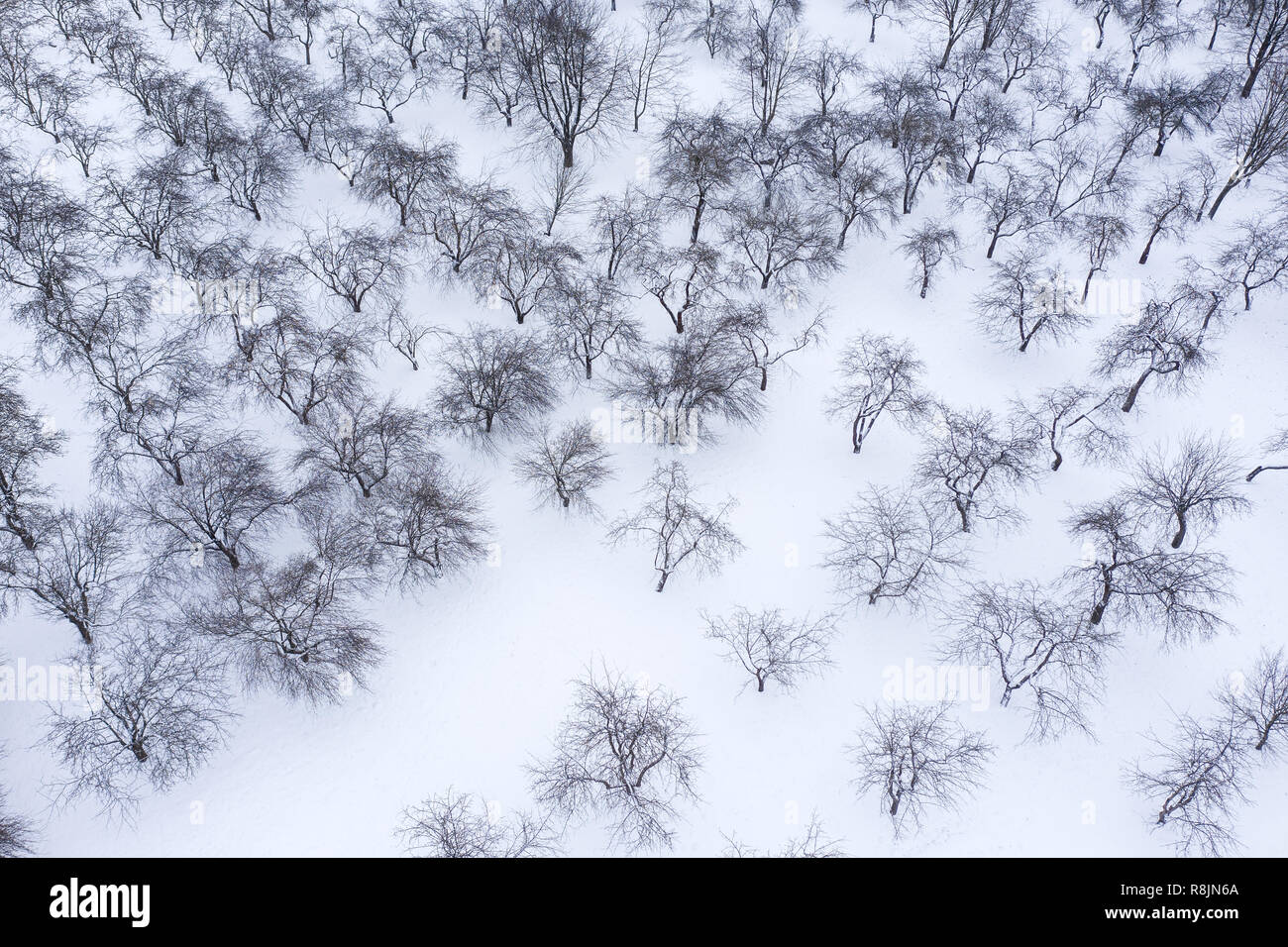 orchard with apple trees standing in rows on cold winter day. aerial photo Stock Photo