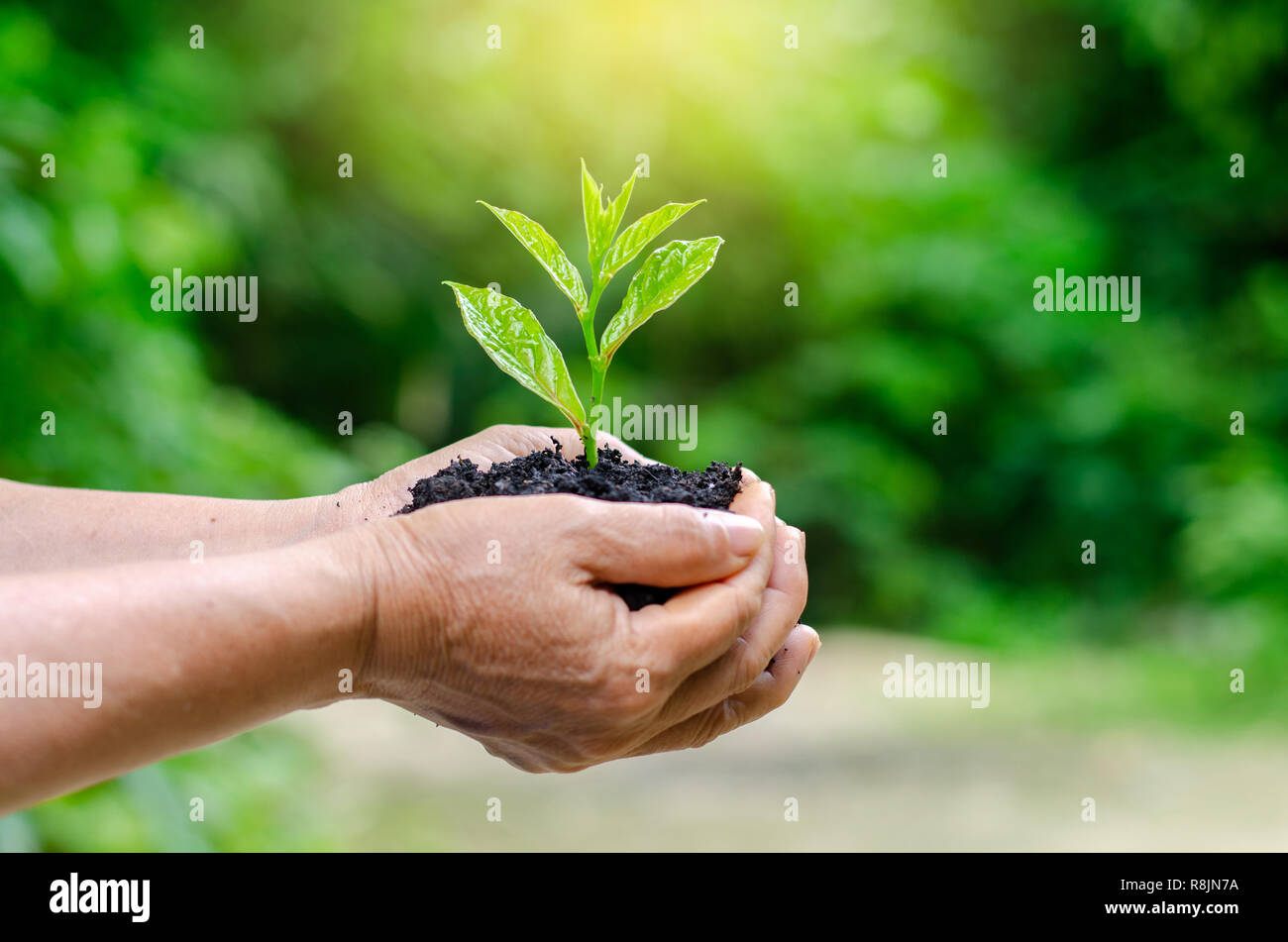 In the hands of trees growing seedlings. Bokeh green Background Female hand holding tree on nature field grass Forest conservation concept Stock Photo