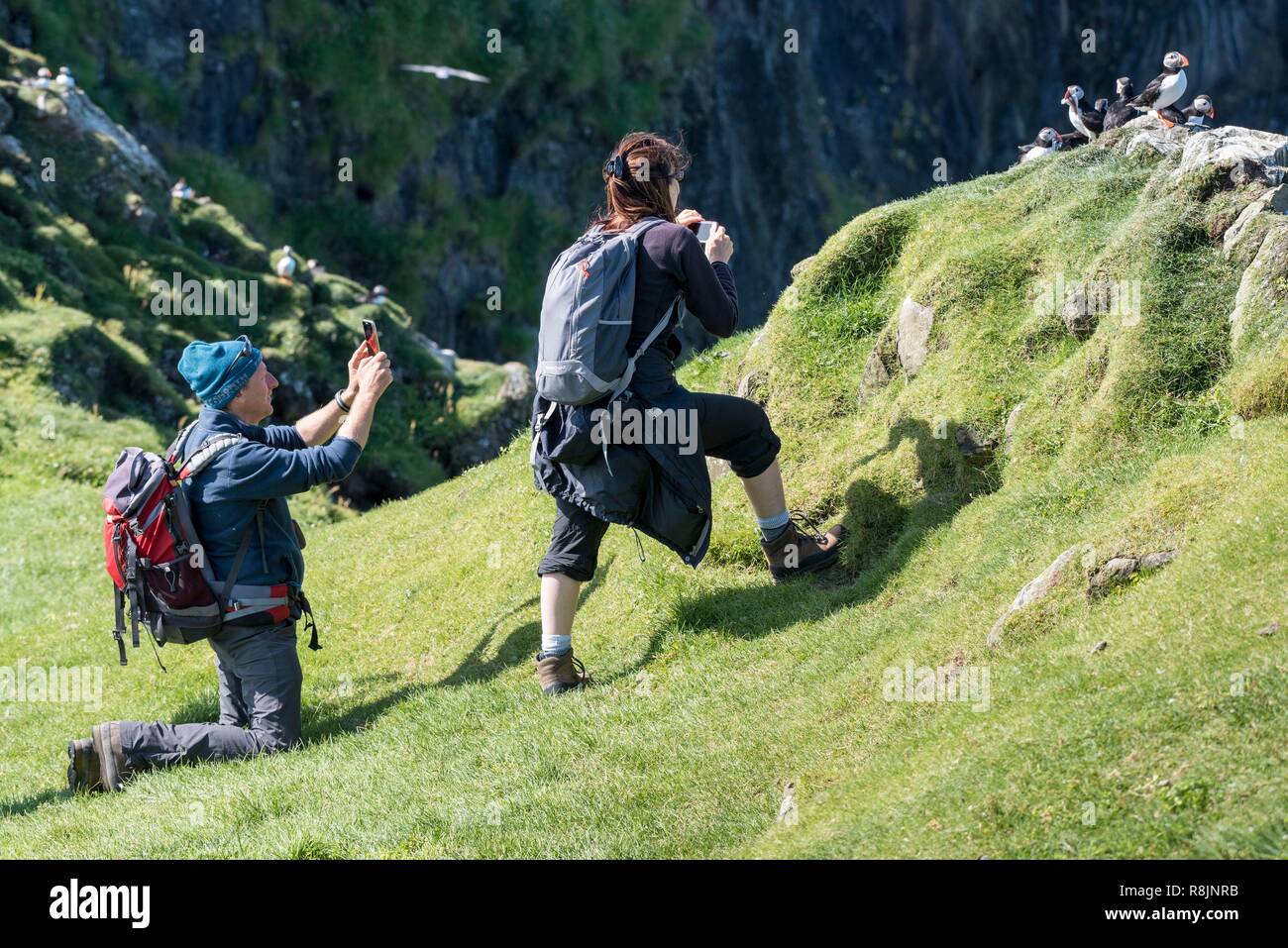 Denmark, Faroe Islands, Mykines Island, Atlantic puffin (Fratercula arctica), man and woman photographing Stock Photo