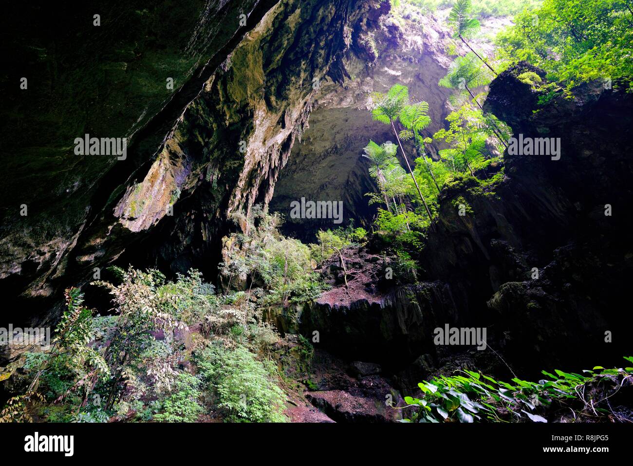 Malaysia, Borneo, Sarawak, Gunung Mulu National Park listed as World Heritage by UNESCO, entrance to the Deer cave, one of the largest caves in the world Stock Photo