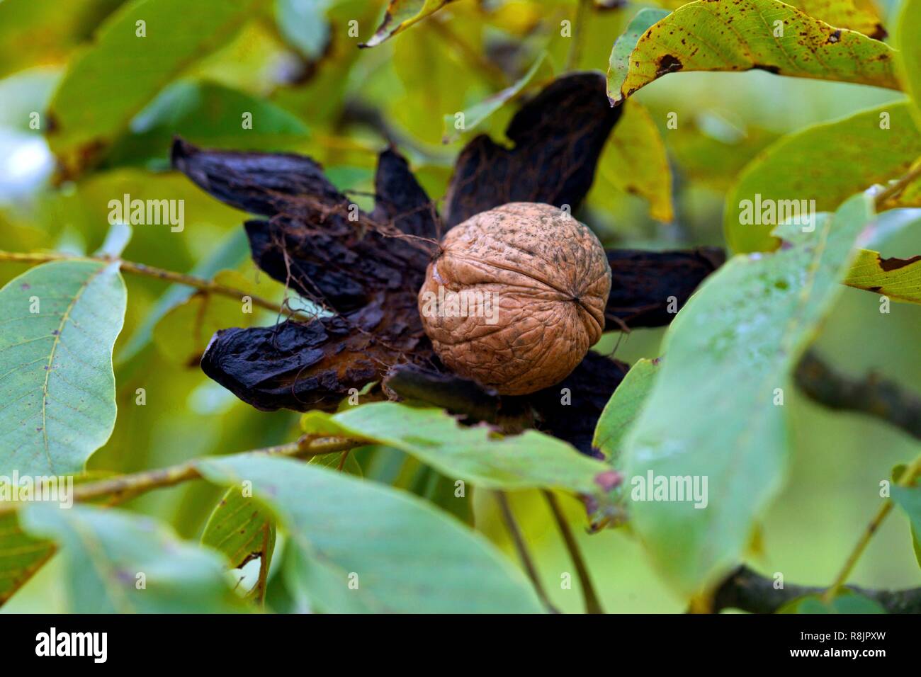 France, Correze, fresh walnuts in the orchard of coquart in Chauffour-sur-Vell Stock Photo