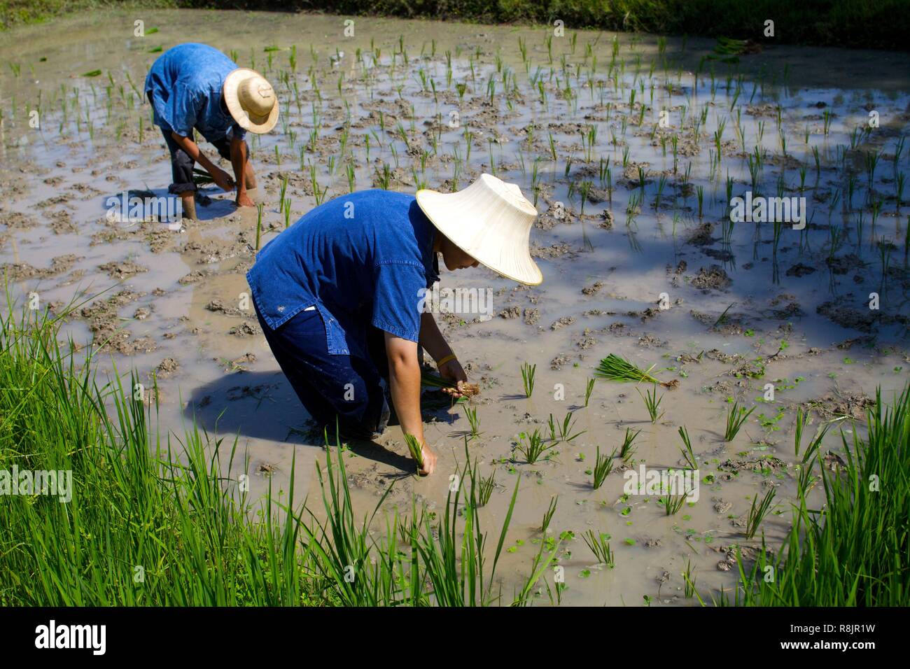 Thailand, Thai rice, transplanting work in paddy fields Stock