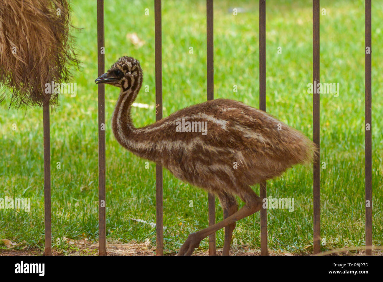 Emu juvenil close up shot Stock Photo