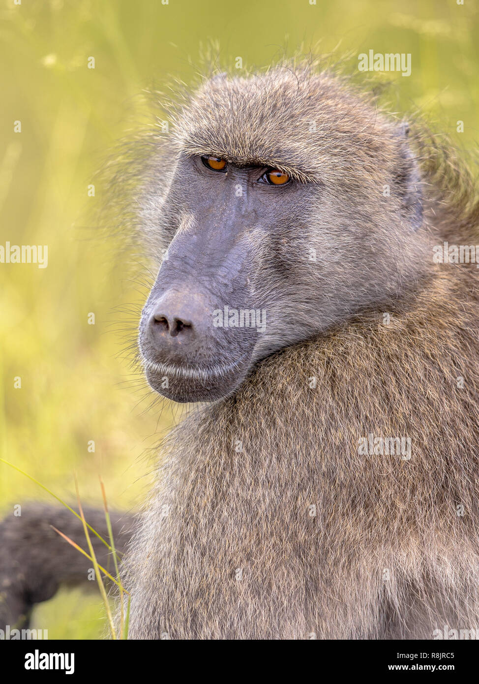Chacma baboon (Papio ursinus) animal staring at camera portrait in Kruger national park South Africa Stock Photo