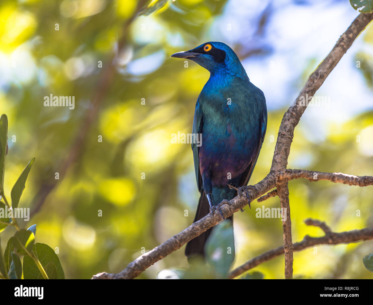Greater blue-eared Starling (Lamprotornis chalybaeus) bird perched in shade of tree in Kruger national park South Africa Stock Photo