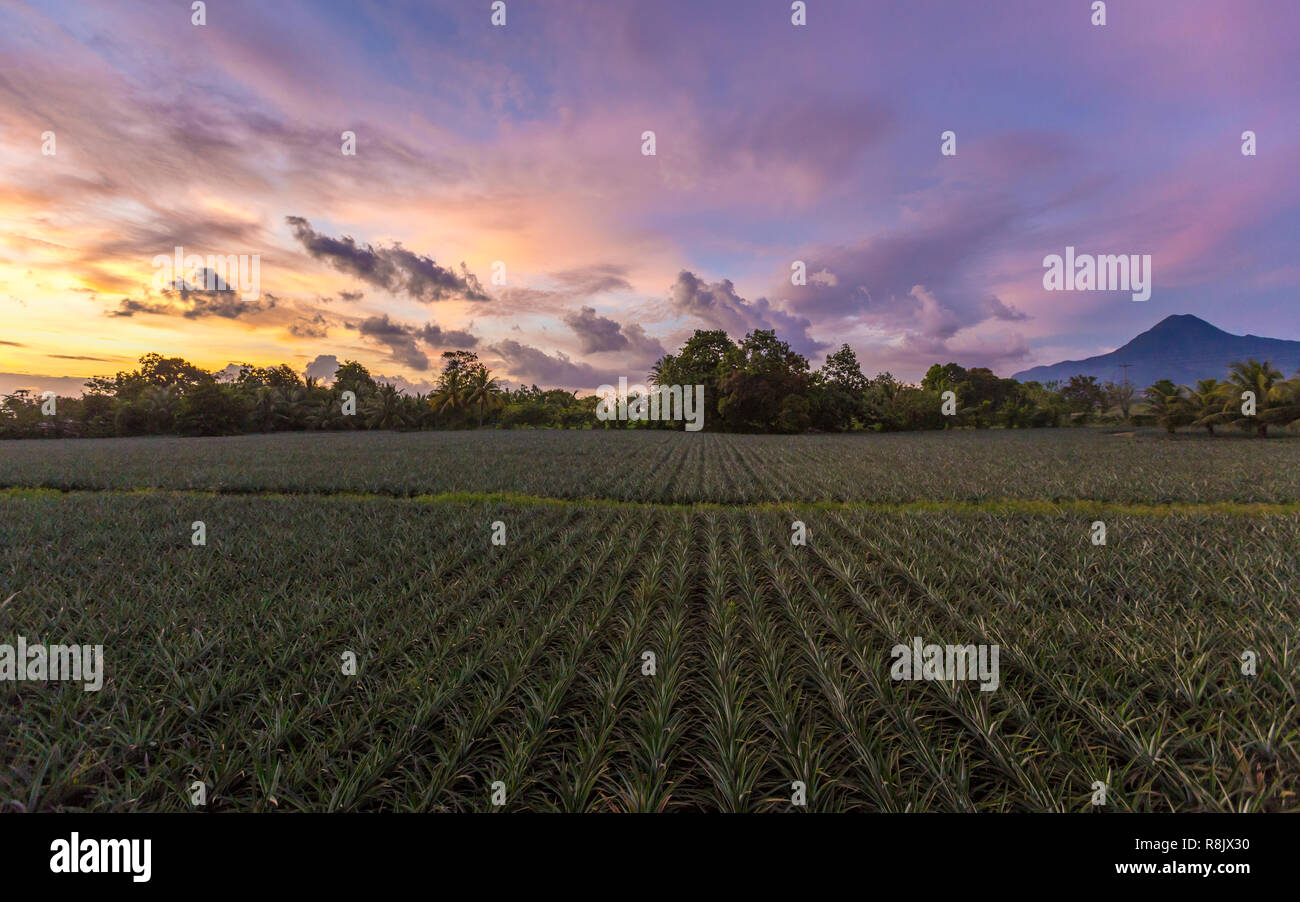 Ananasplantage im Süden von Mindanao, Philippinen Stock Photo