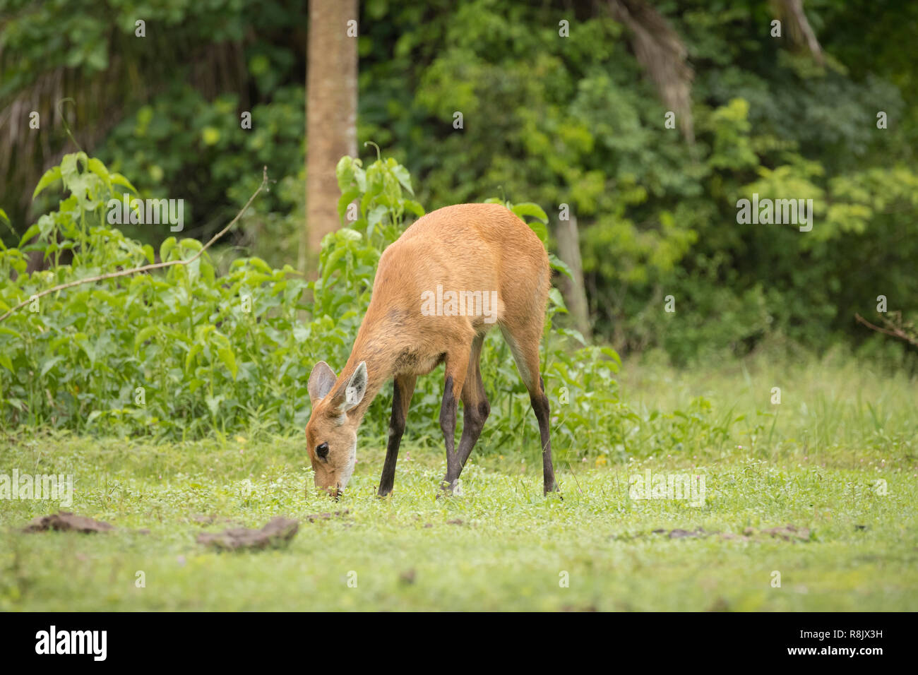 marsh deer in Pantanal, Brazil Stock Photo