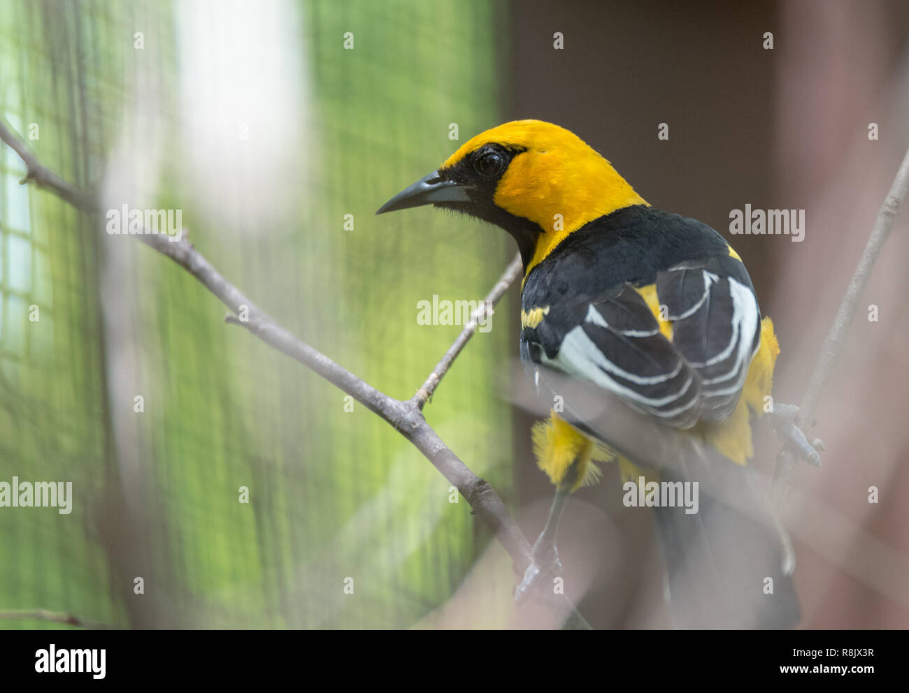 Altamira oriole (Icterus gularis), a New World oriole.   Found in subtropical Mexican Gulf Coast, northern Central America, Pacific coast and inlands. Stock Photo