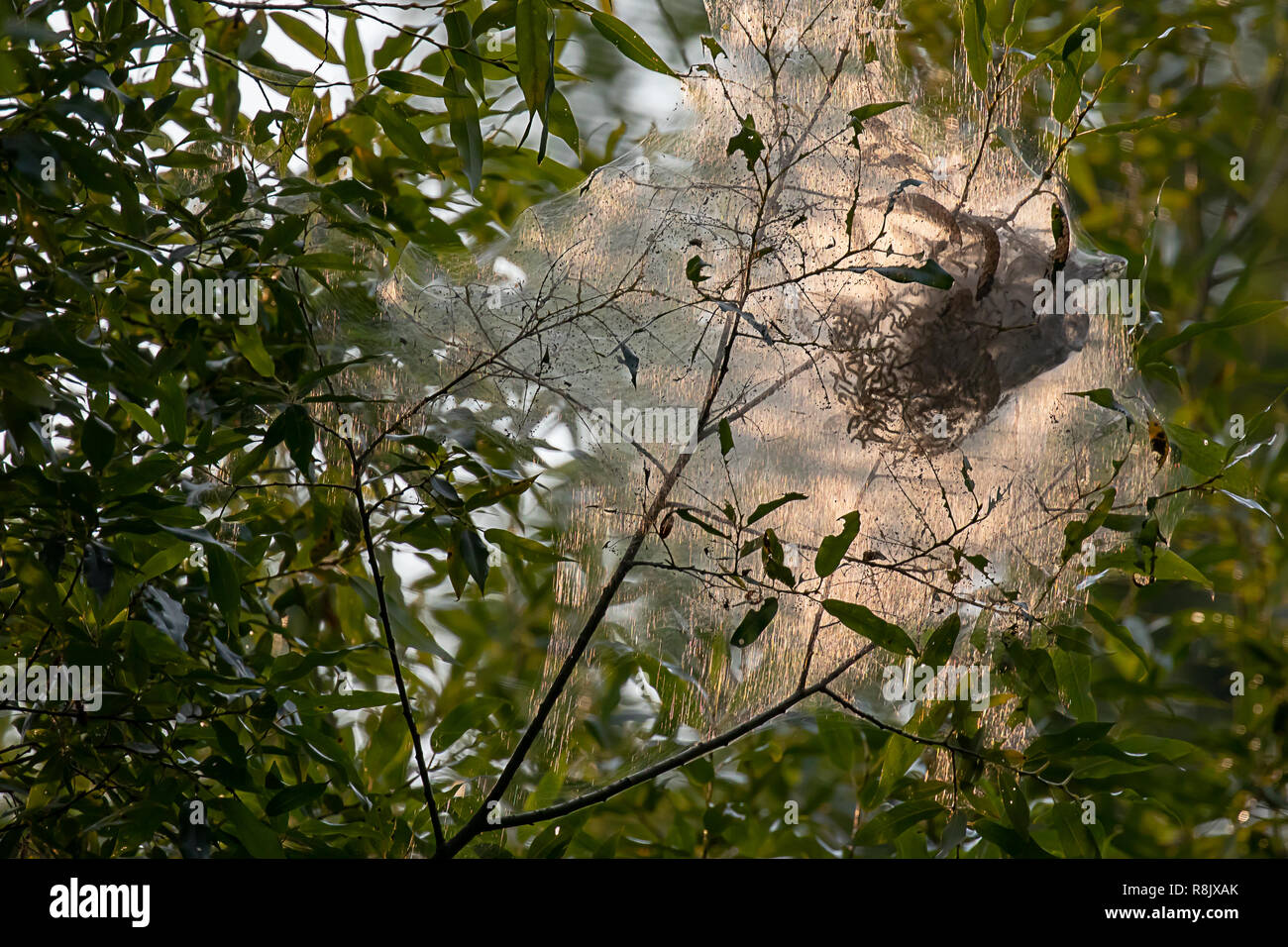 nest of caterpillars in late summer months hanging from tree Stock Photo