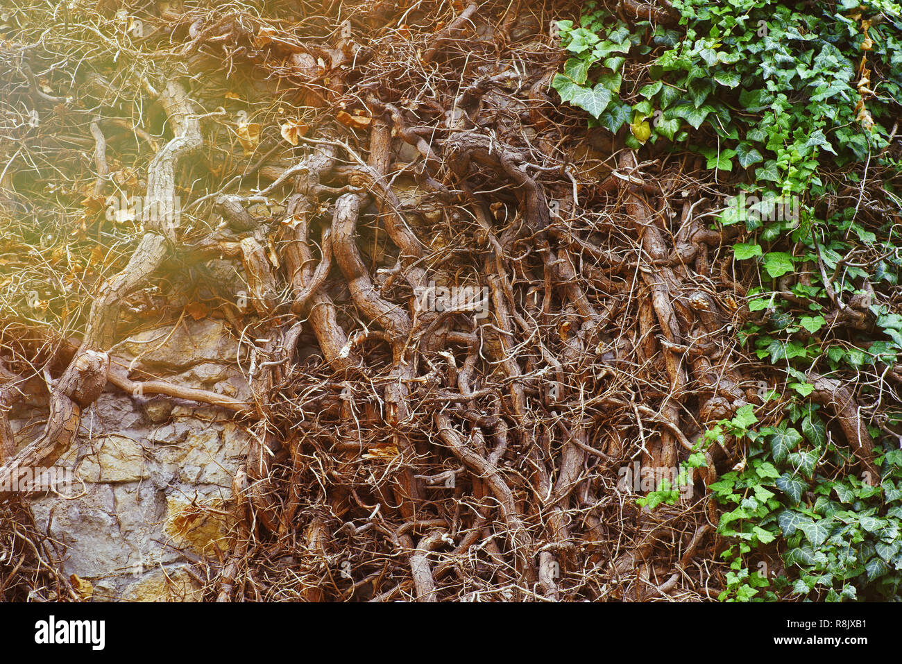 The roots of wild ivy on the wall. Background of ivy roots.The roots of