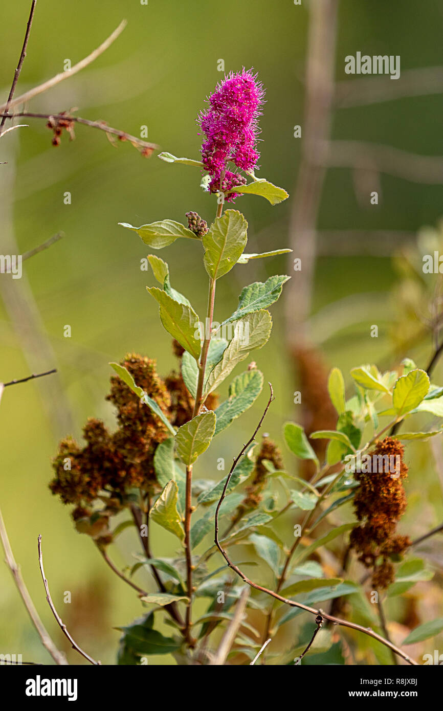 Woolly butterfly bush hires stock photography and images Alamy