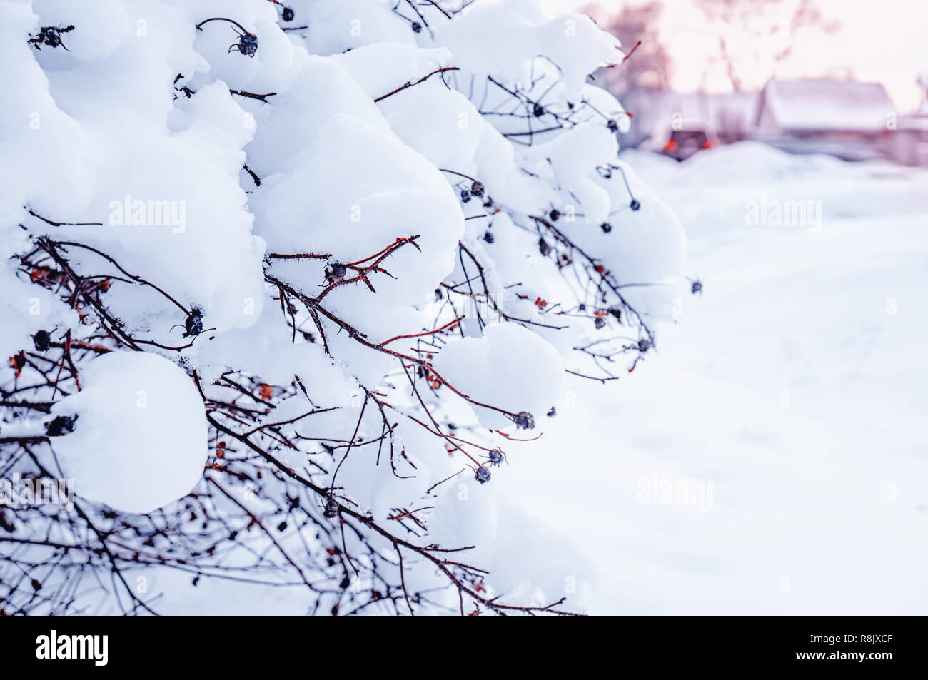 Winter Christmas scenic background with copy space. Snow landscape with ...