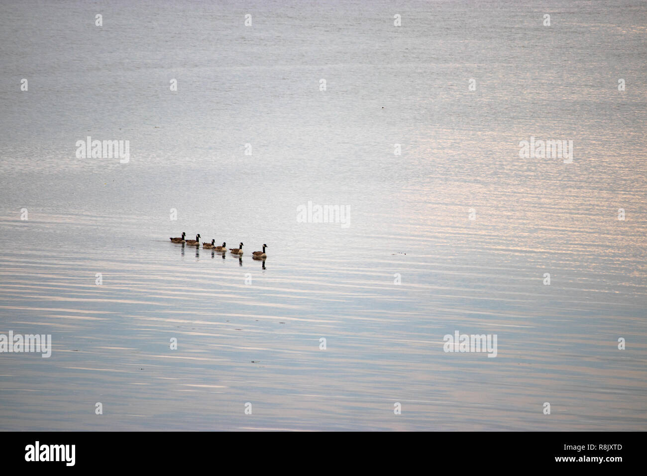 line of canadian geese swimming in formation on puget sound Stock Photo