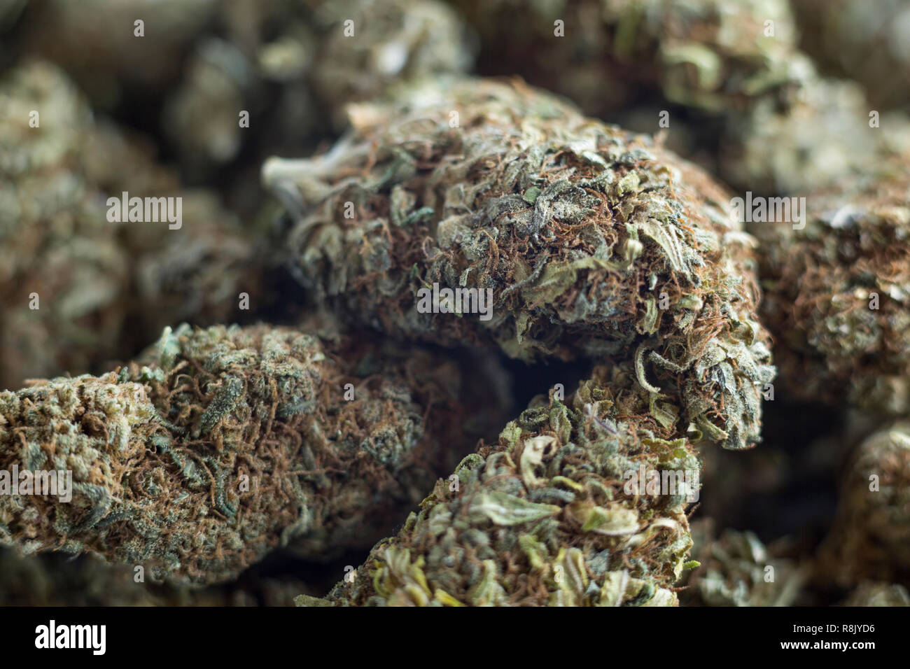 Dried, CBD heavy Cannabis buds Stock Photo