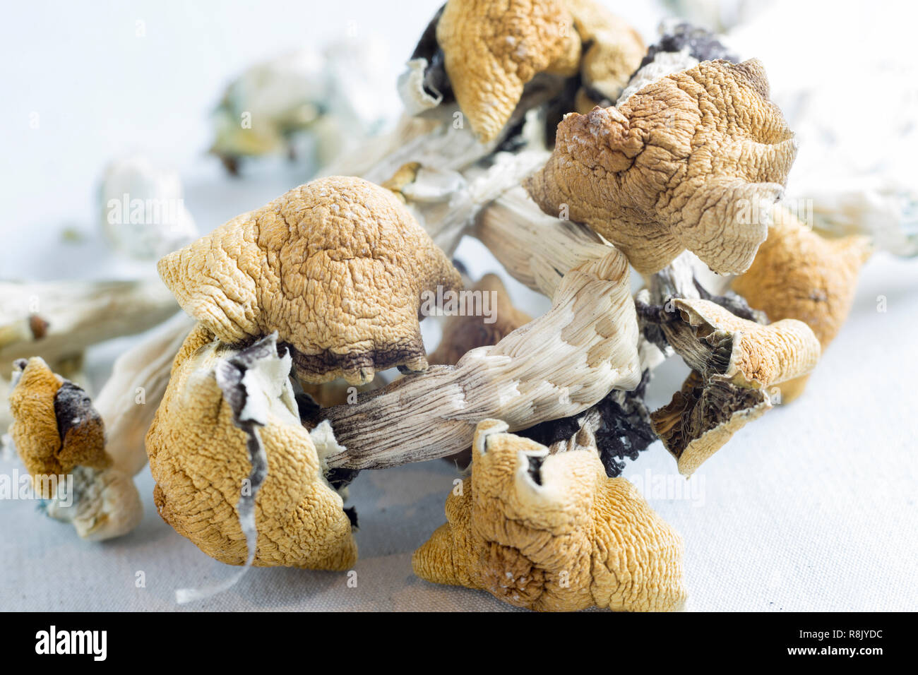 Magic Mushrooms, containing the psychoactive substance psilocybin Stock Photo