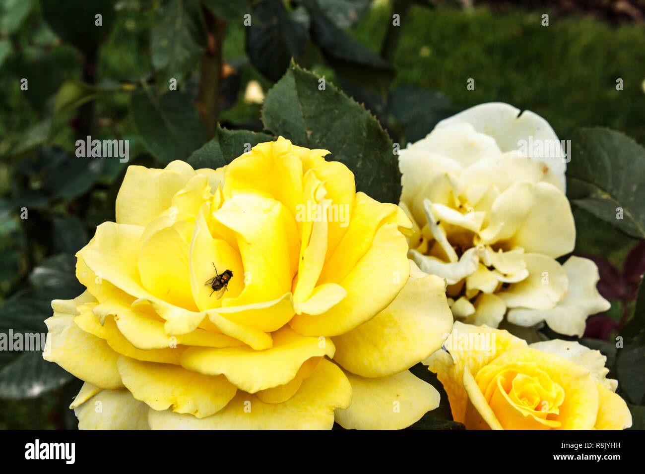 dark shiny fly on beautiful yellow rose in garden Stock Photo