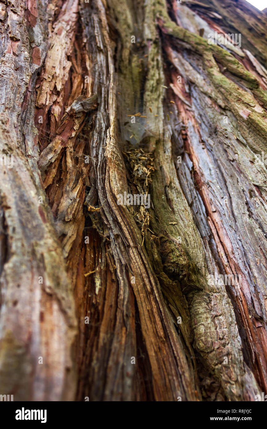 texture detail with spiderweb and tree trunk Stock Photo - Alamy