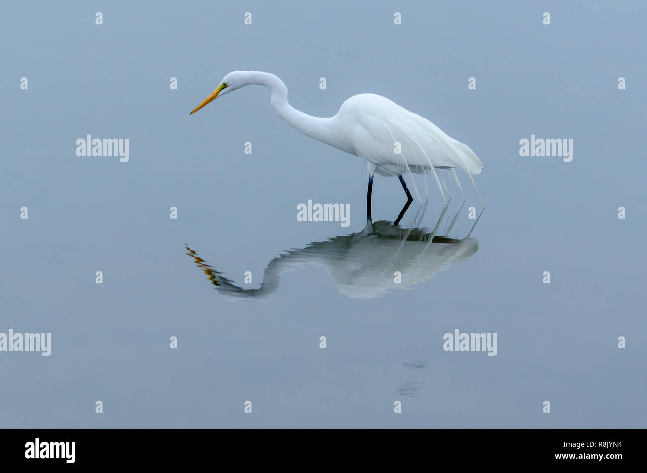 Great egret (Ardea alba) with fish in mouth Stock Photo