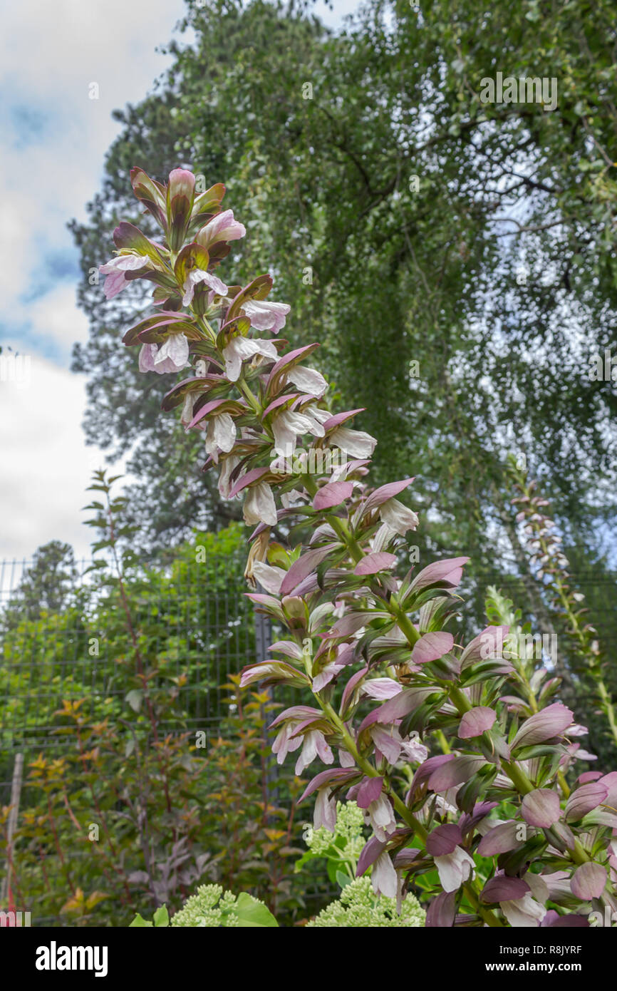 tall growing grouping of flowers on stalk in garden Stock Photo Alamy