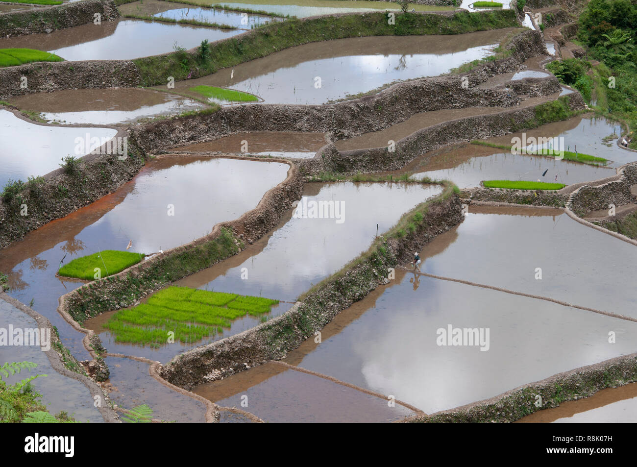 Maligcong Rice Terraces, Bontoc, Mountain Province, Philippines, Asia Stock Photo