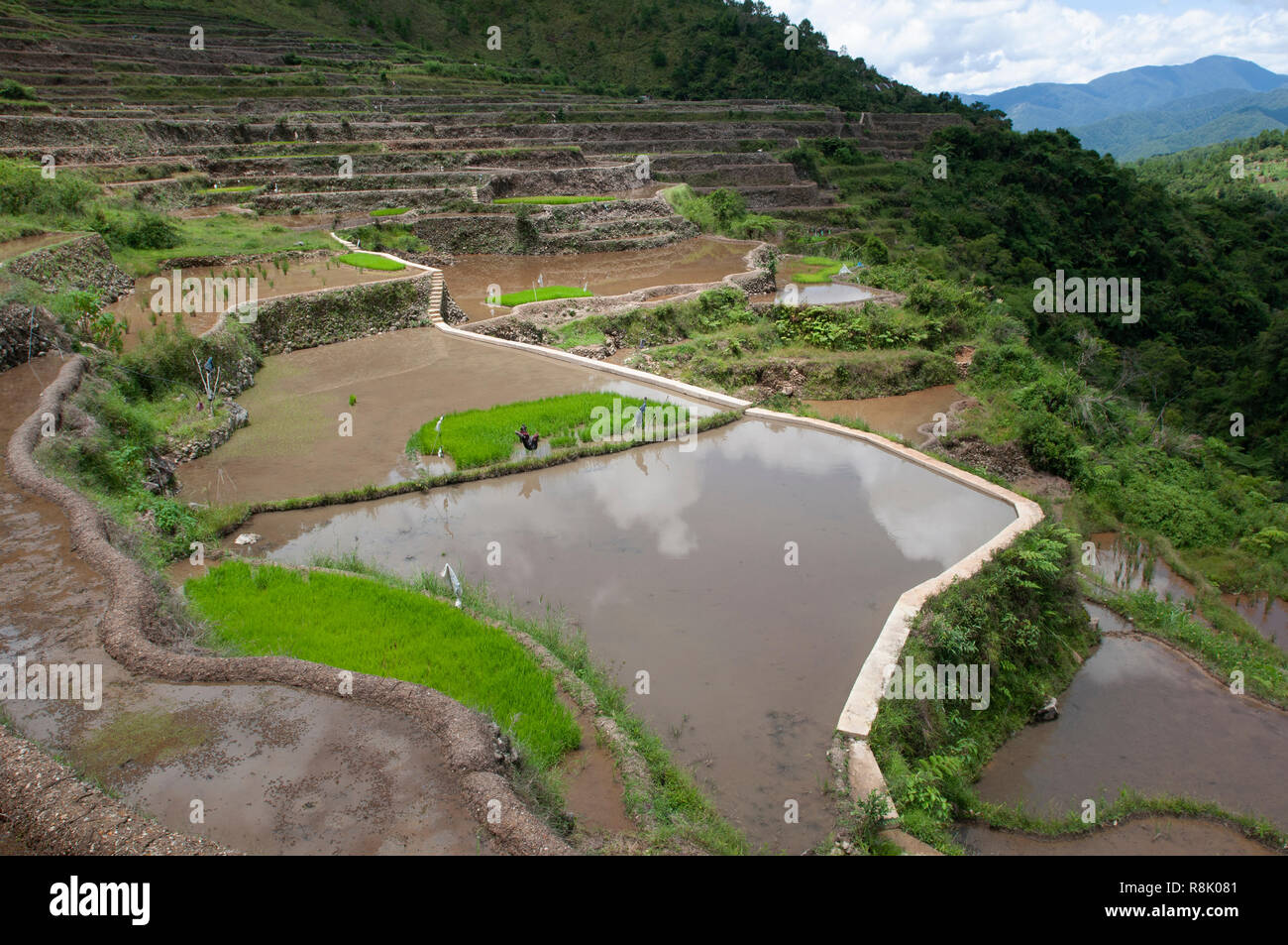 Maligcong Rice Terraces, Bontoc, Mountain Province, Philippines, Asia Stock Photo