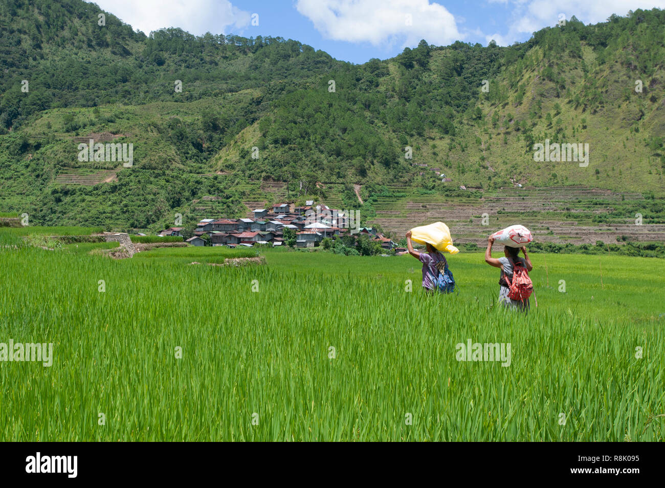 People carrying bags walking at Maligcong Rice Terraces, Bontoc, Mountain Province, Philippines, Asia Stock Photo