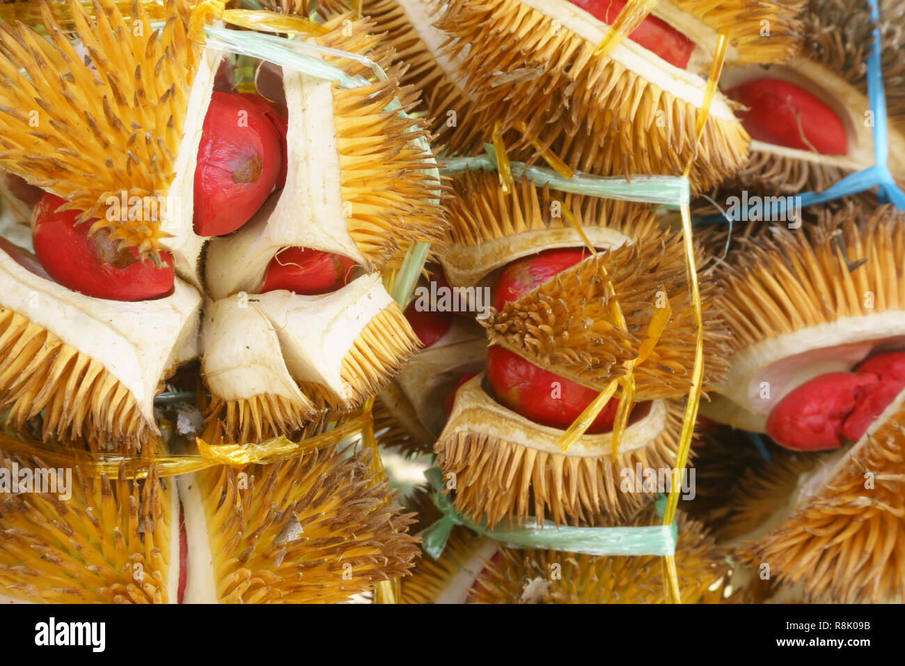 Exotic red colored durian native to the jungle of Sabah Malaysian Borneo. Stock Photo