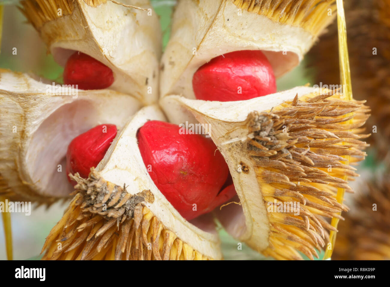 Exotic red colored durian native to the jungle of Sabah Malaysian Borneo. Stock Photo