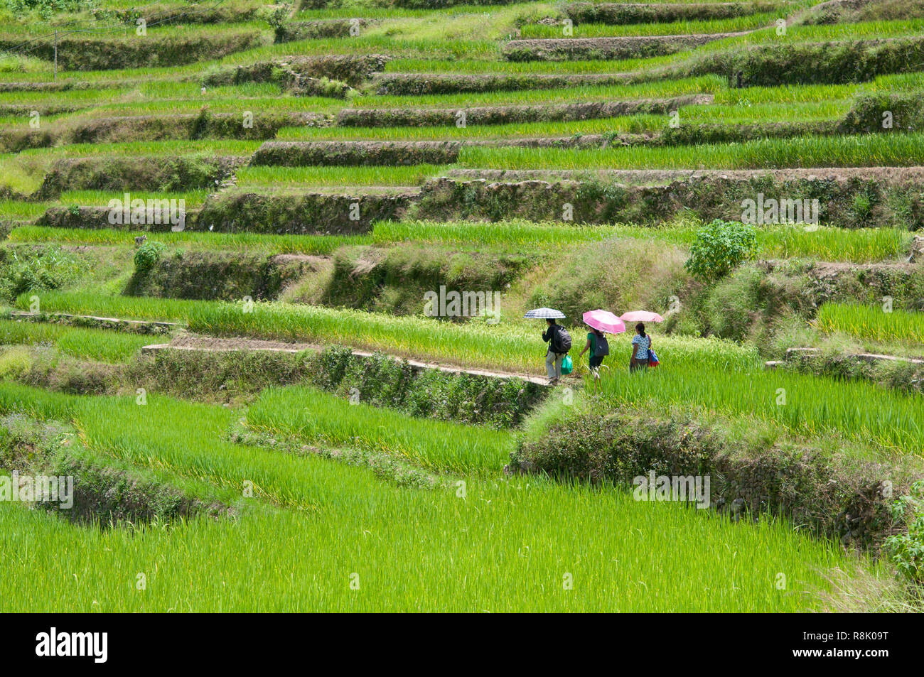 People walking with umbrellas at Maligcong Rice Terraces, Bontoc, Mountain Province, Philippines, Asia Stock Photo